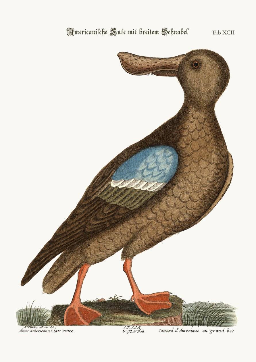 Mavi Kanatlı Kürek, 1749-73 by Mark Catesby