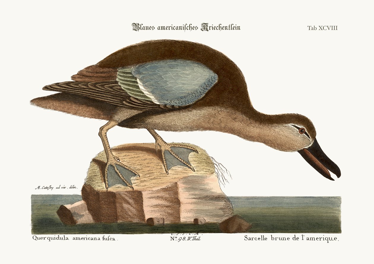 Mavi Kanat Teal, 1749-73 by Mark Catesby