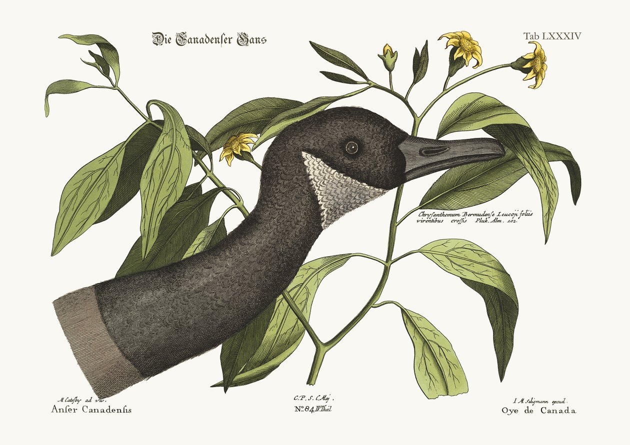 Kanada Kazı, 1749-73 by Mark Catesby