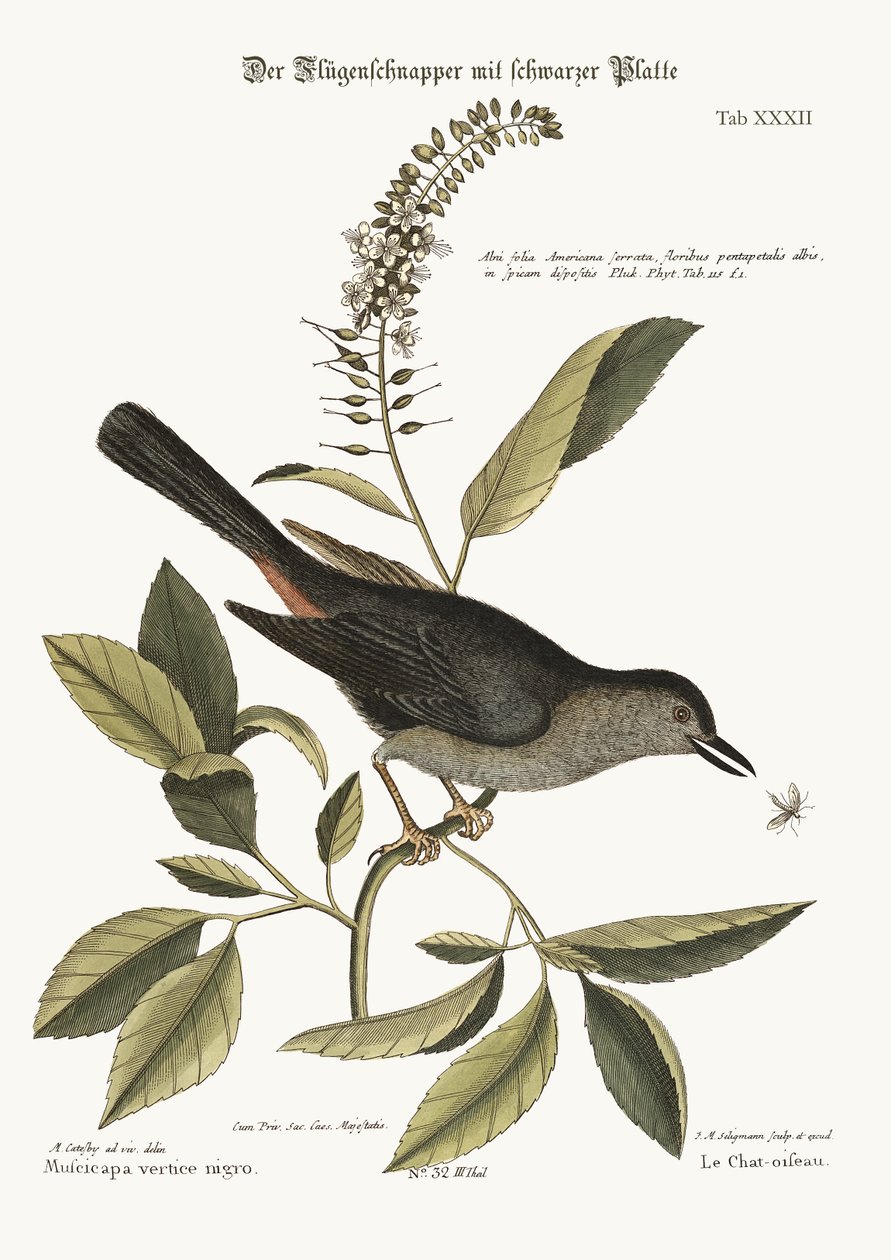 ದಿ ಕ್ಯಾಟ್-ಬರ್ಡ್, 1749-73 ಟರ್ಕ್ by Mark Catesby