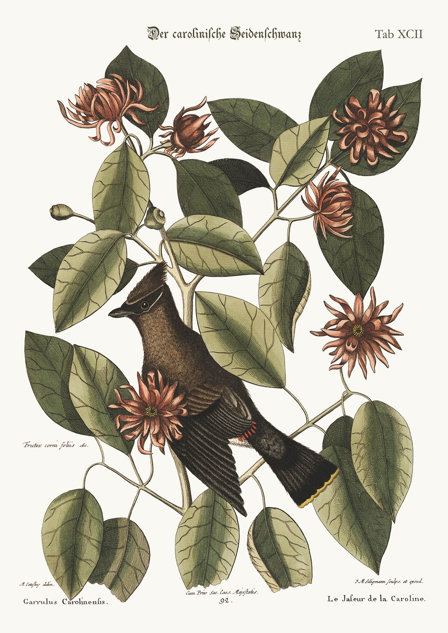 Konuşmacı, 1749-73 by Mark Catesby