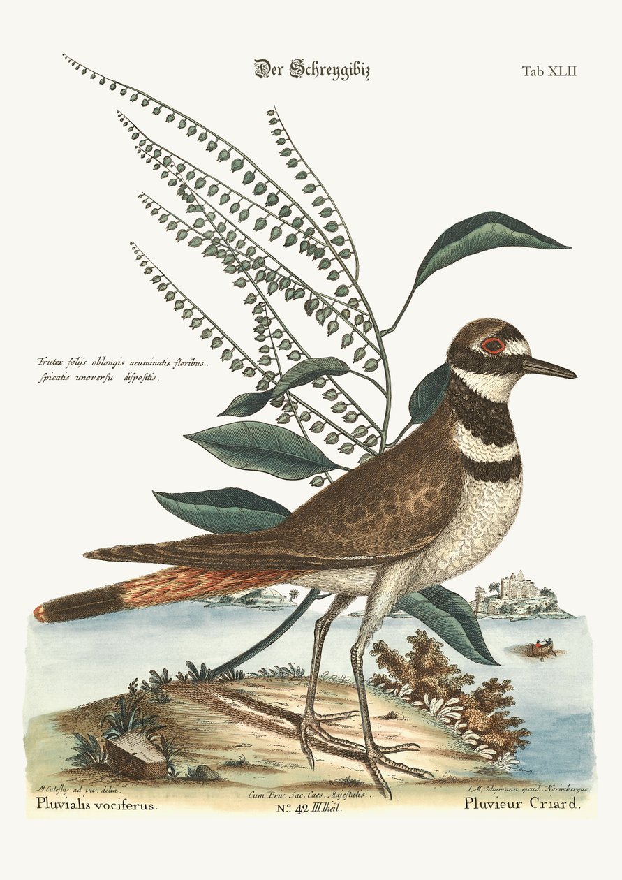 Geveze Plover, 1749-73 by Mark Catesby