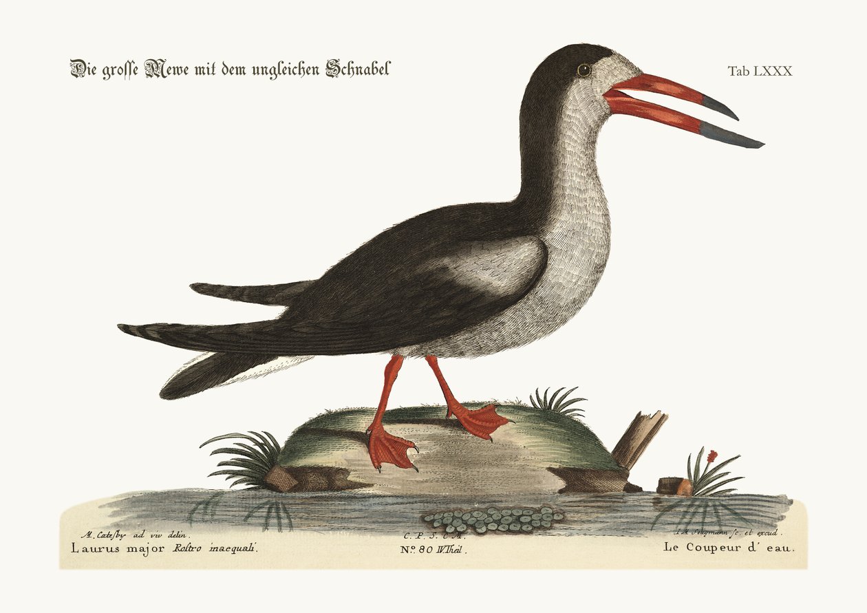 Kesilmiş Su, 1749-73 by Mark Catesby