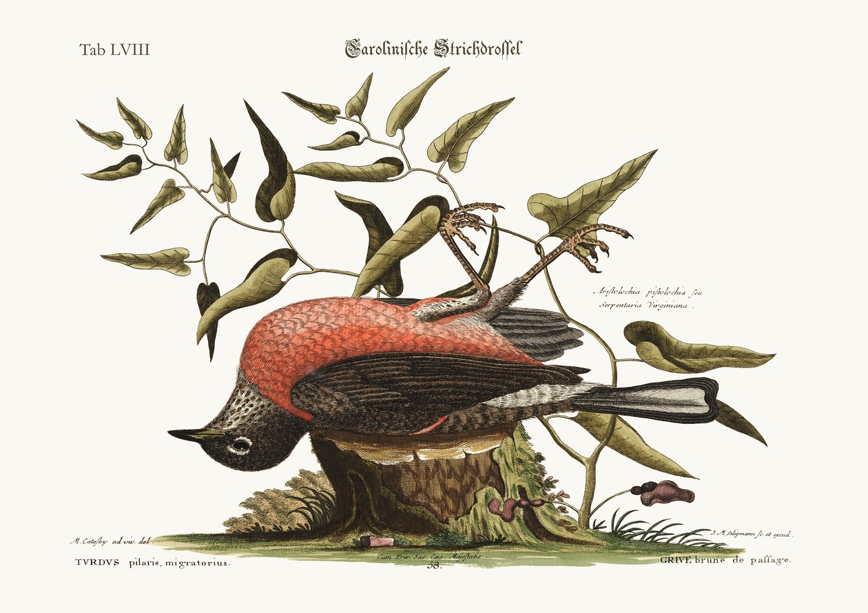 Carolina Fieldfare, 1749-73 by Mark Catesby