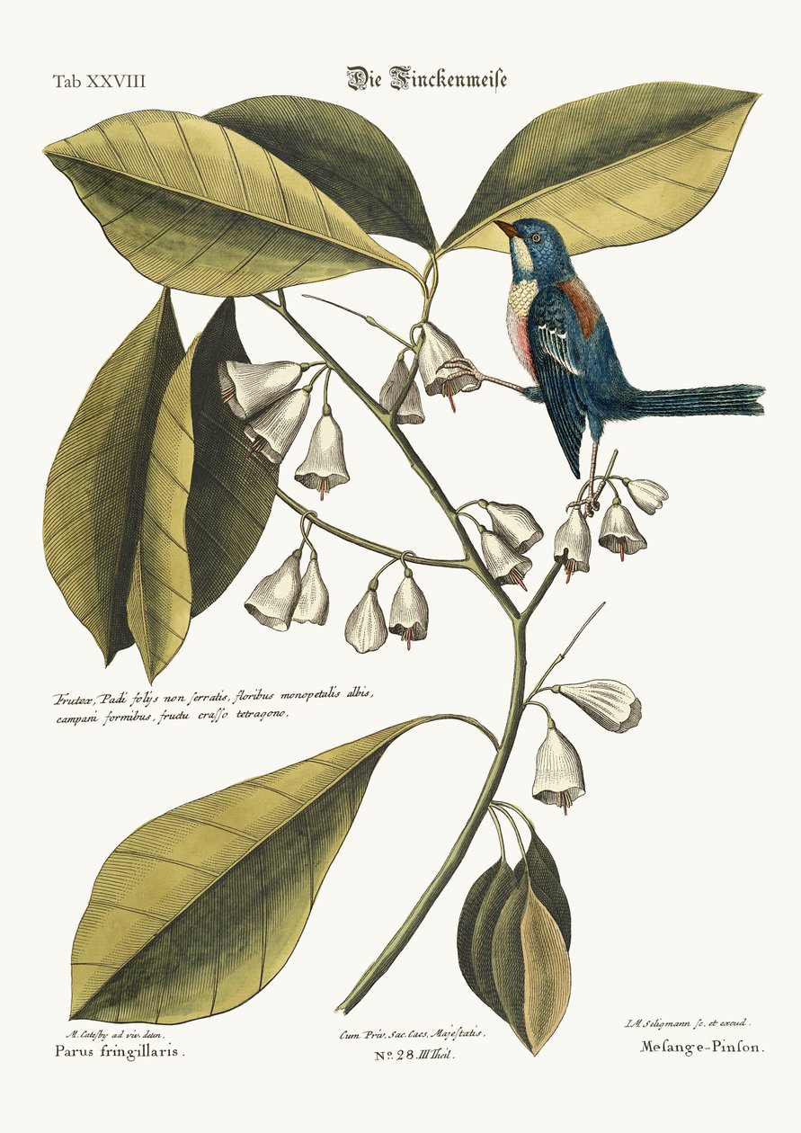 Finch-Sürüngen, 1749-73 by Mark Catesby