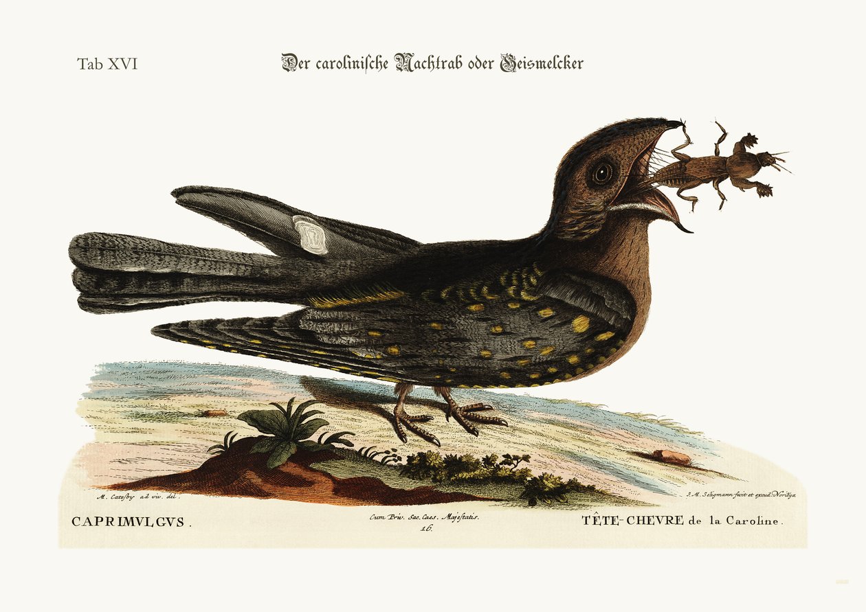 Carolina'nın Keçi Enayisi, 1749-73 by Mark Catesby