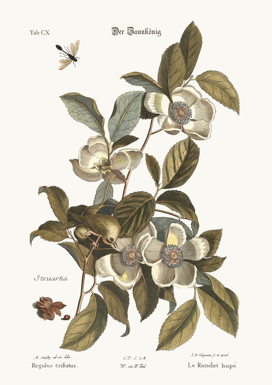 Altın Tepeli Çalıkuşu, 1749-73 by Mark Catesby