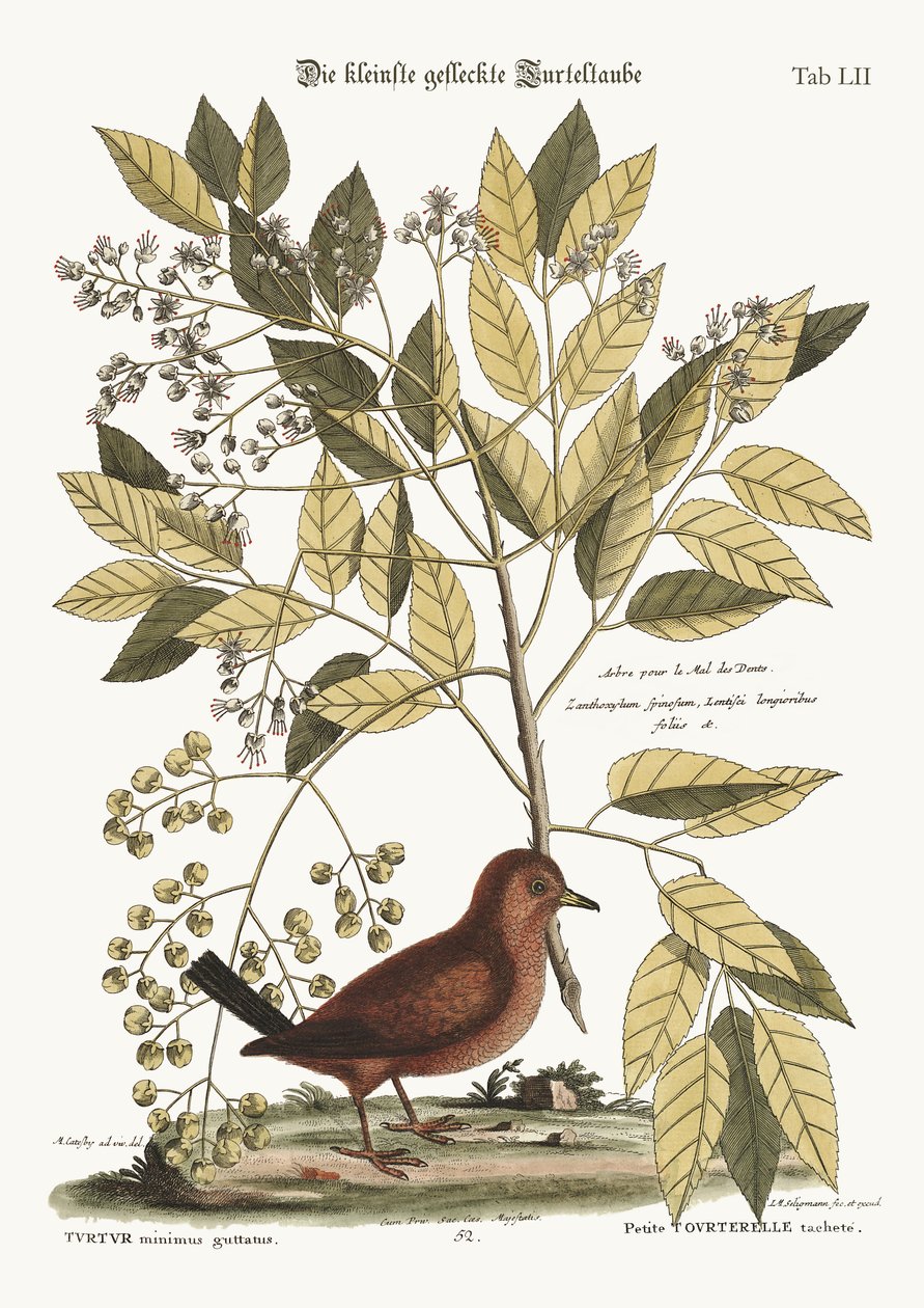 Yer Güvercini, 1749-73 by Mark Catesby