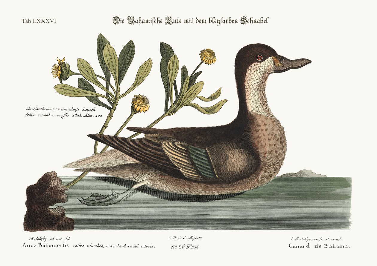 Ilathera Ördeği, 1749-73 by Mark Catesby