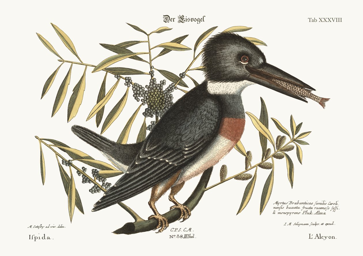 The Kingfisher, 1749-73  by Mark Catesby