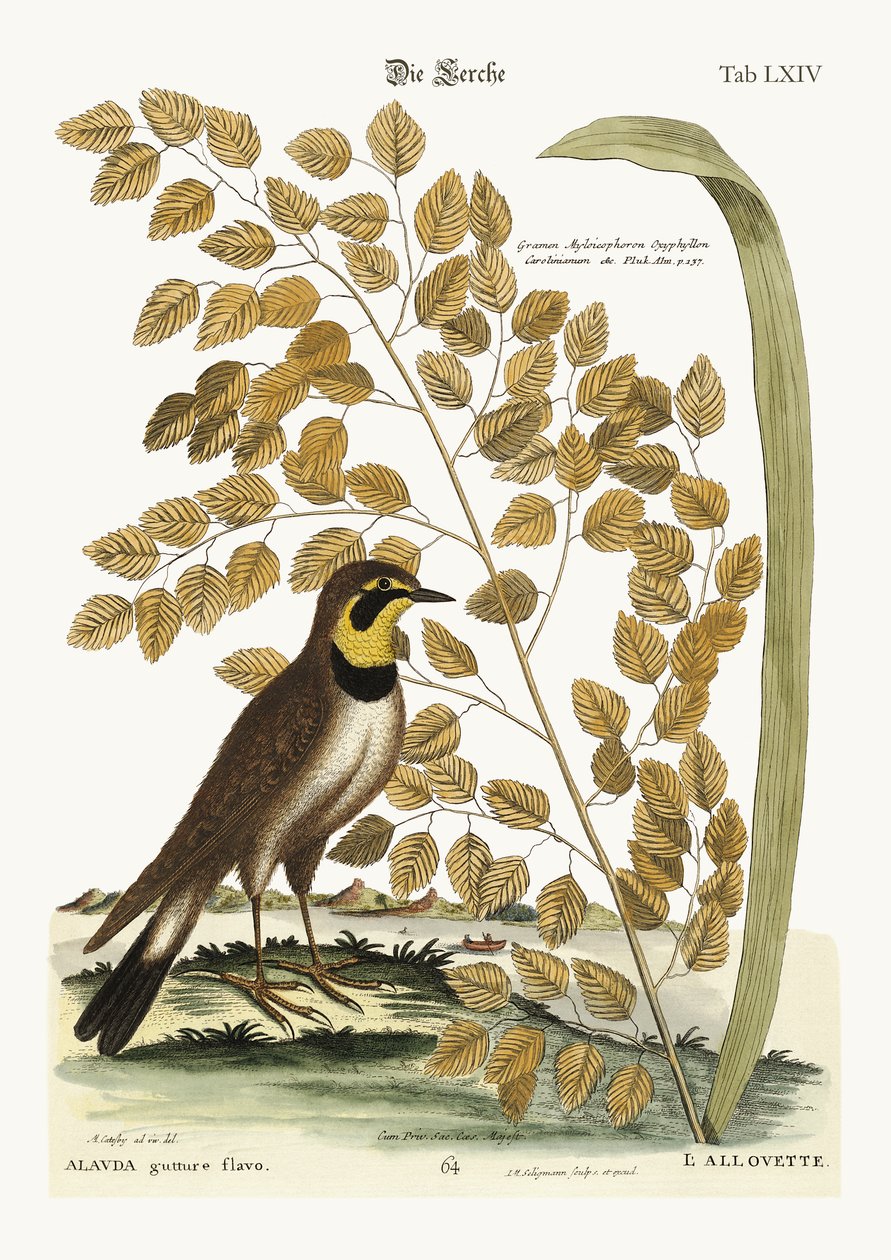 Lark, 1749-73 by Mark Catesby
