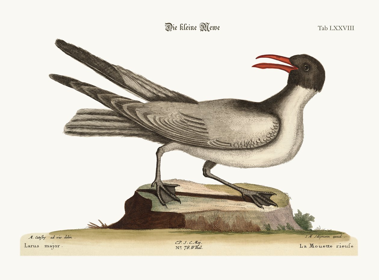 Gülen Martı, 1749-73 by Mark Catesby