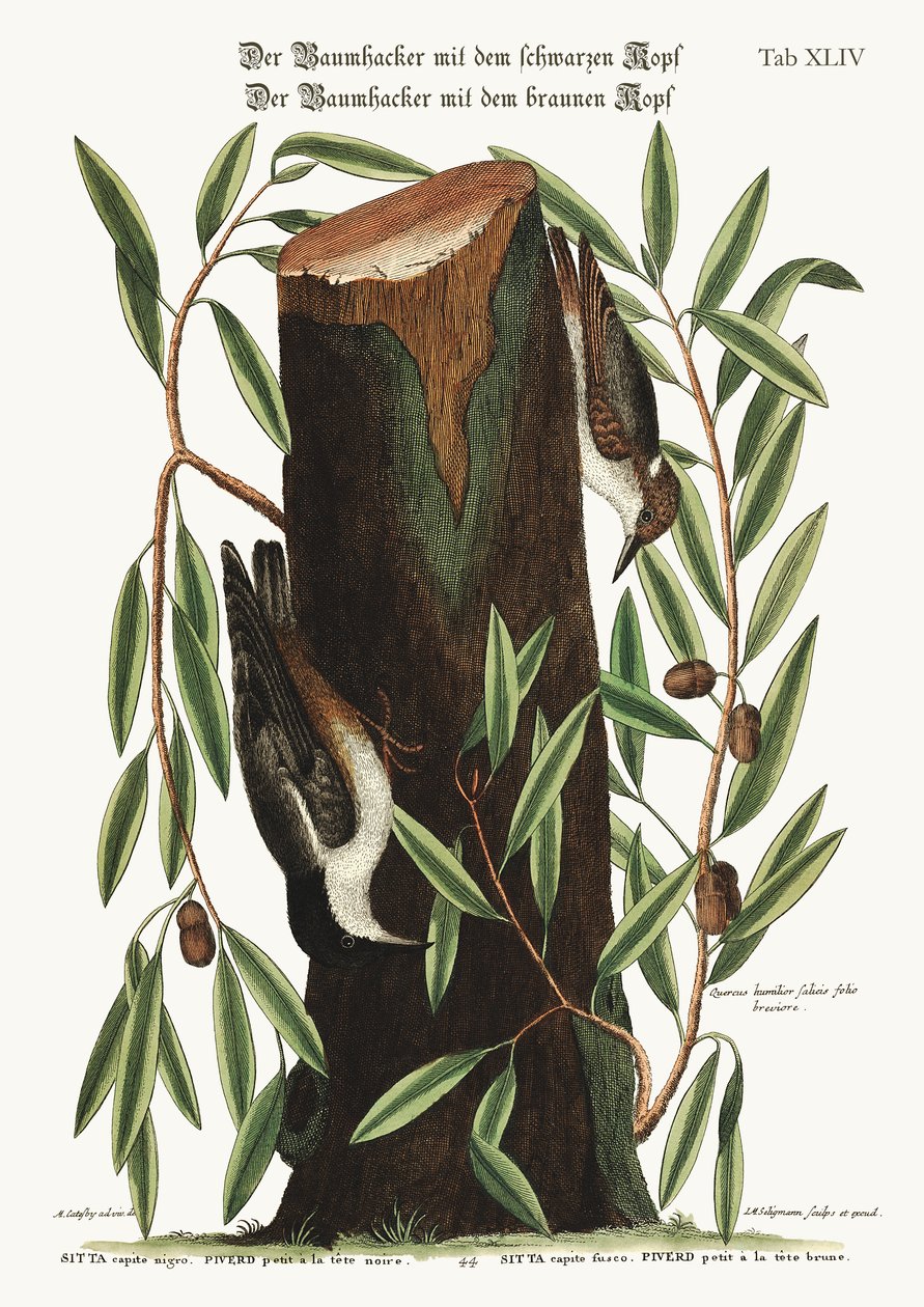 Nuthatch. Küçük sıvacı kuşu, 1749-73 by Mark Catesby