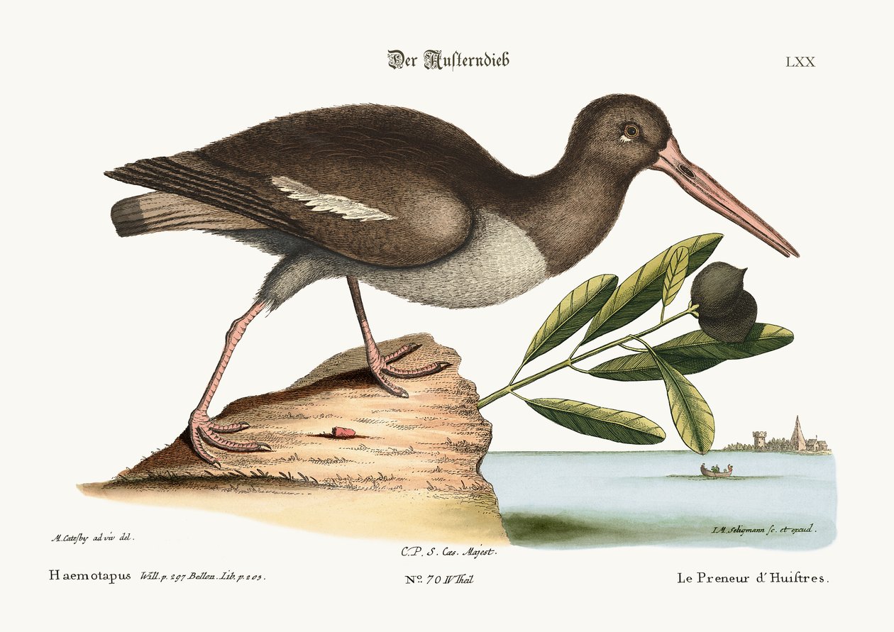 İstiridye Yakalayıcı, 1749-73 by Mark Catesby