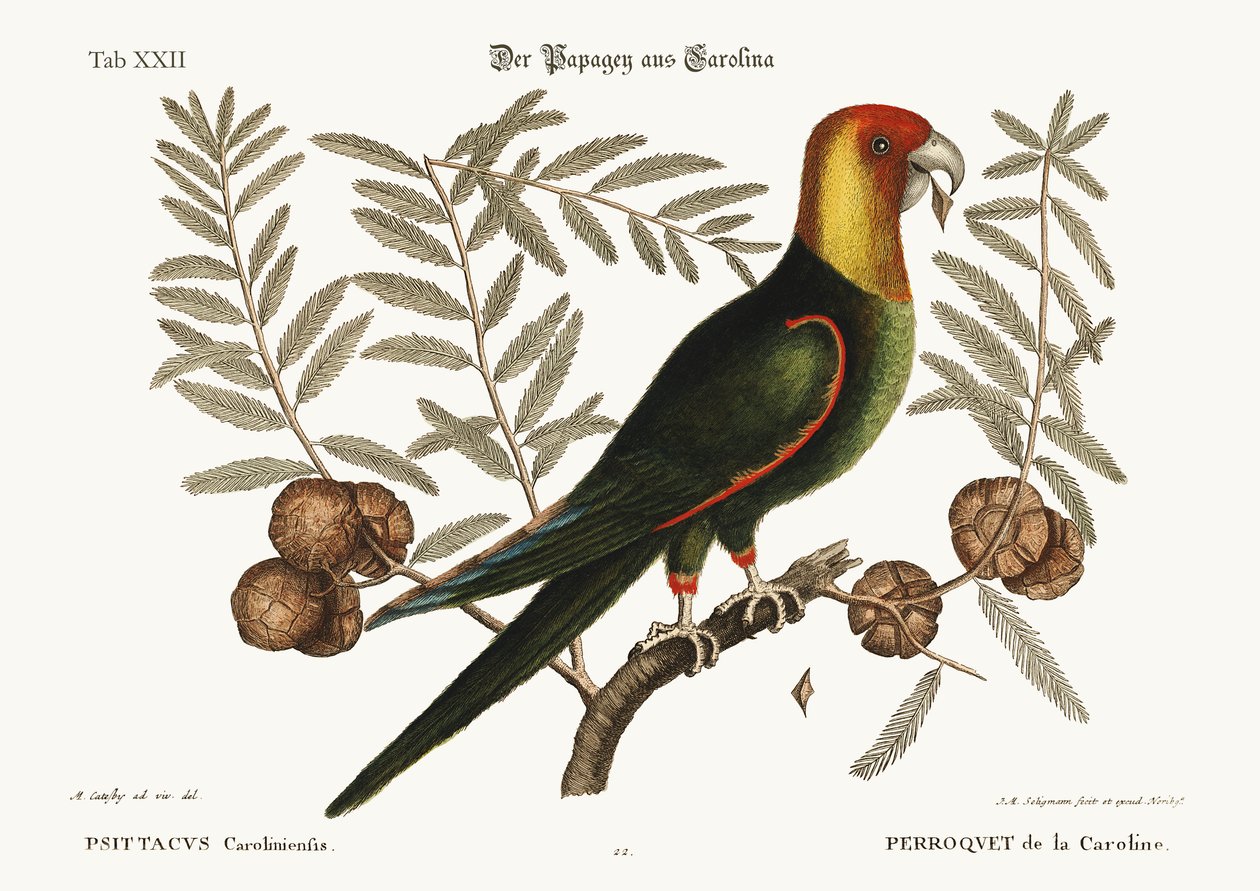 Carolina Papağanı, 1749-73 by Mark Catesby