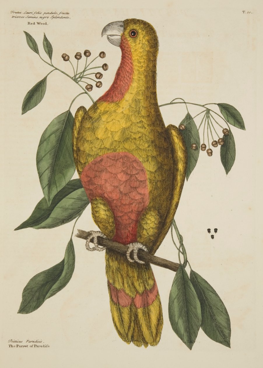 The Natural History of Carolina, Florida and the Bahama Islands, 1731