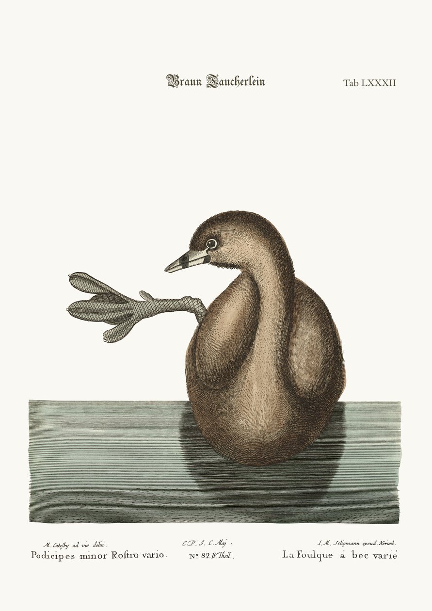 Pied-Bill Dobchick, 1749-73 by Mark Catesby