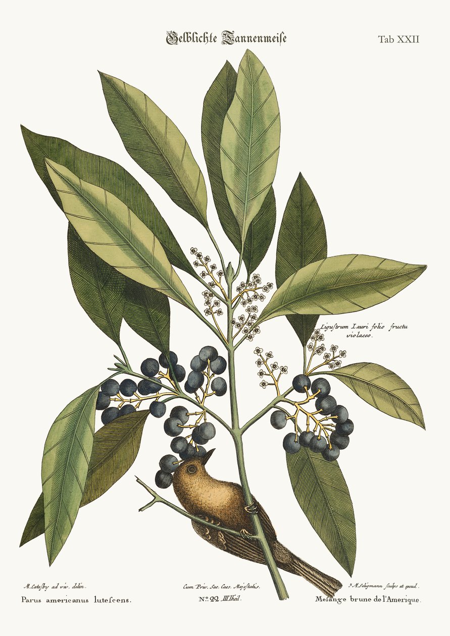 Çam Sarmaşığı, 1749-73 by Mark Catesby