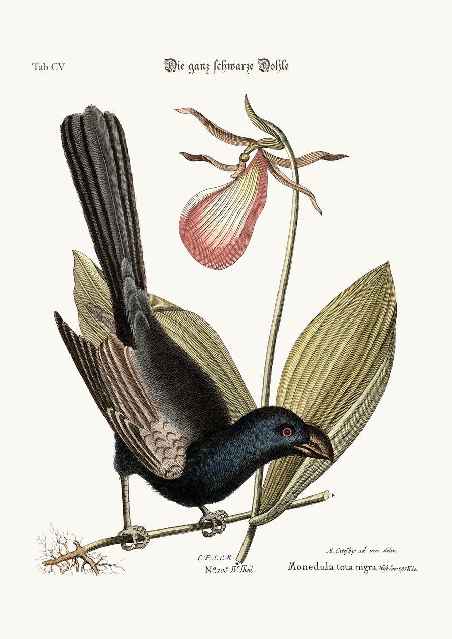 Jamaika