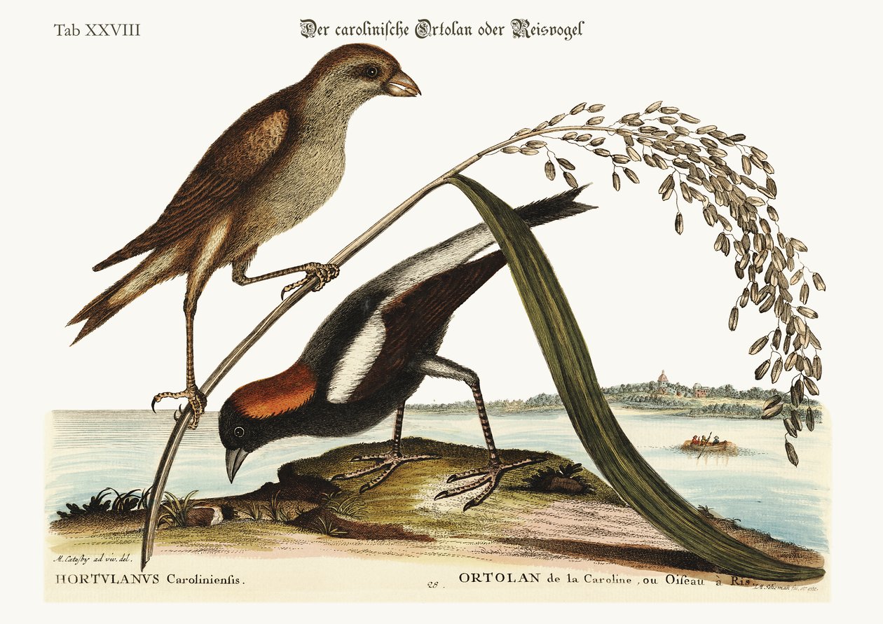 Pirinç Kuşu, 1749-73 by Mark Catesby