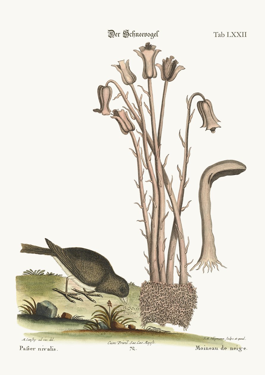 Kar Kuşu, 1749-73 by Mark Catesby