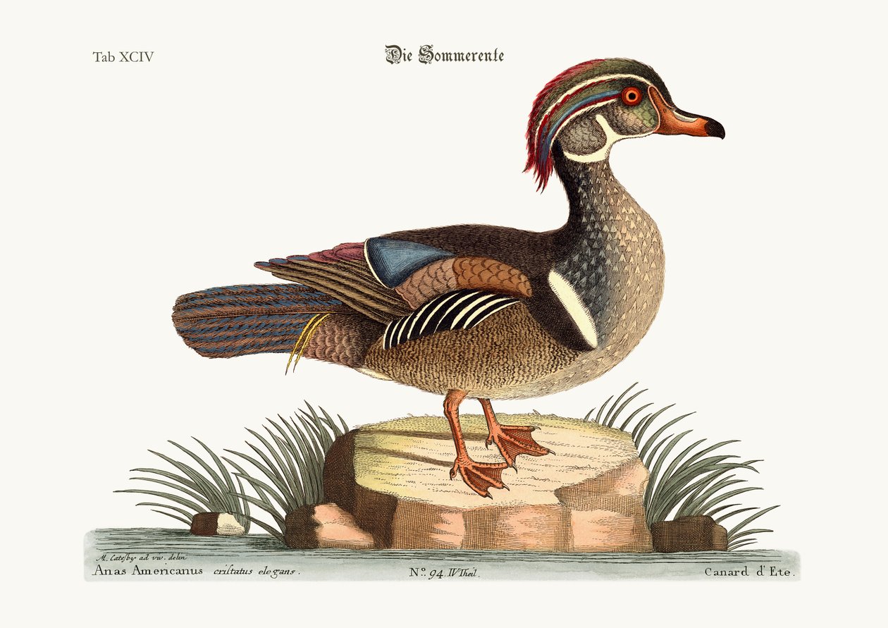 Yaz Ördeği, 1749-73 by Mark Catesby