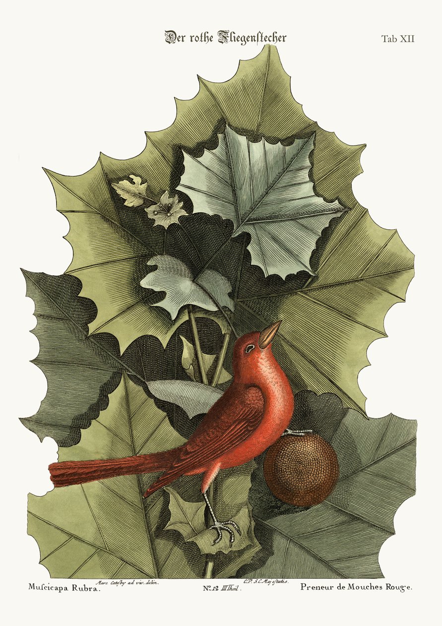 Yaz Kırmızı Kuşu, 1749-73 by Mark Catesby