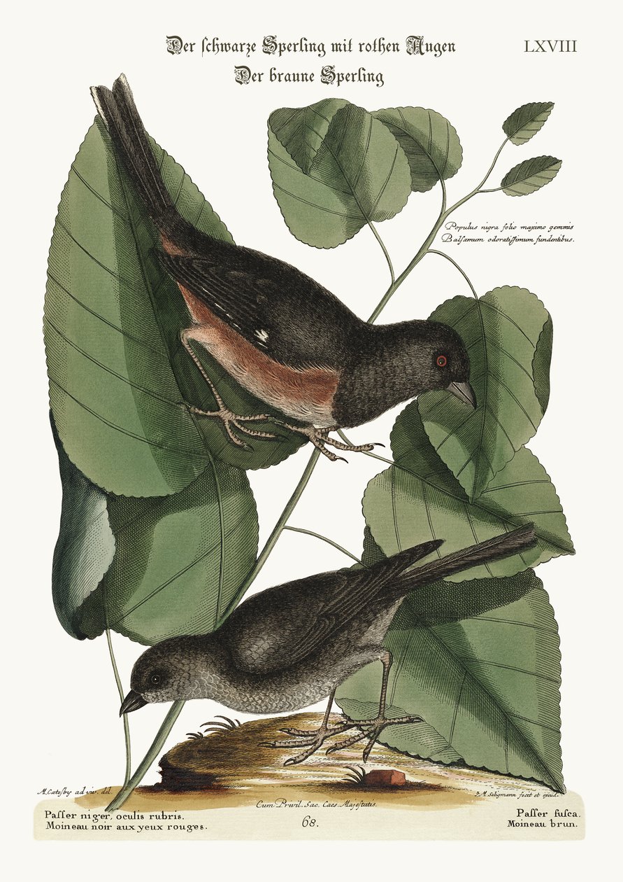 Towhe Kuşu. İnek Kuşu, 1749-73 by Mark Catesby