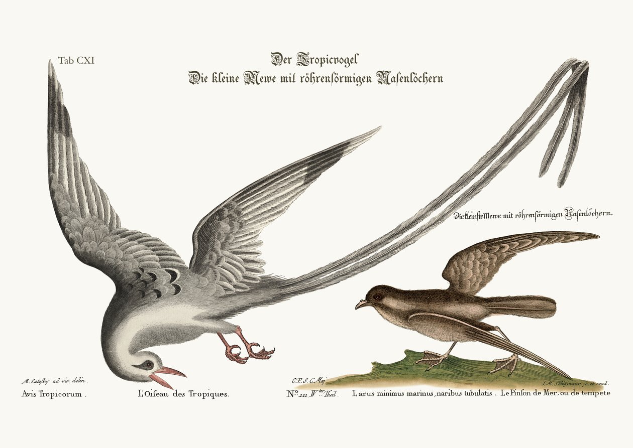 Tropik Kuşu. Fırtına-Finck veya Pittrel, 1749-73 by Mark Catesby