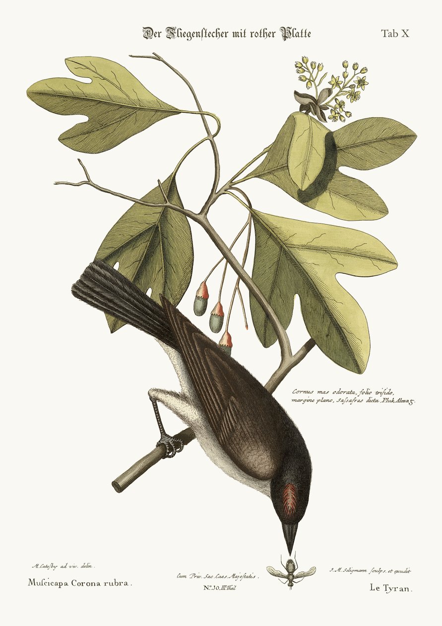 ದಿ ಟೈರಂಟ್, 1749-73 ಟರ್ಕ್ by Mark Catesby
