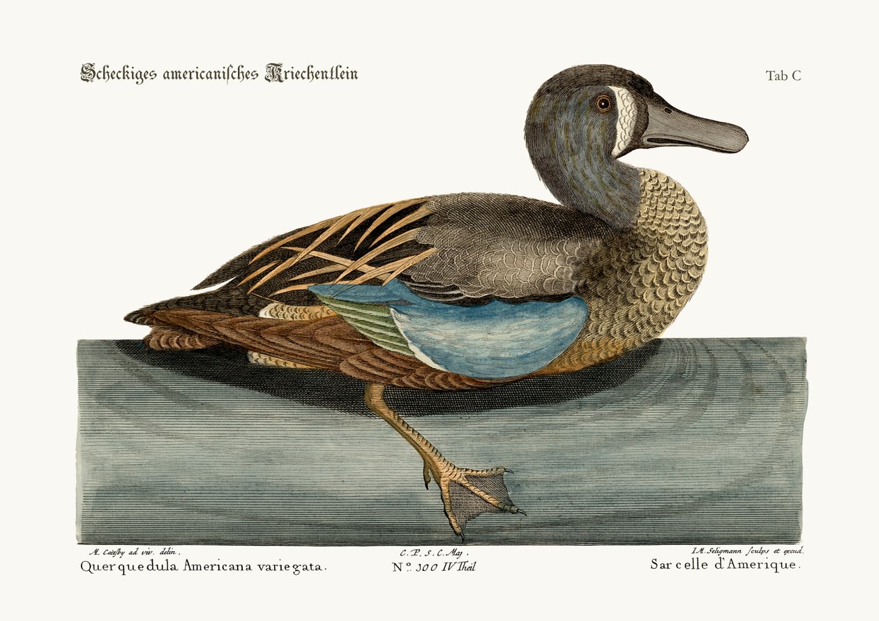 Beyaz Yüzlü Teal, 1749-73 by Mark Catesby