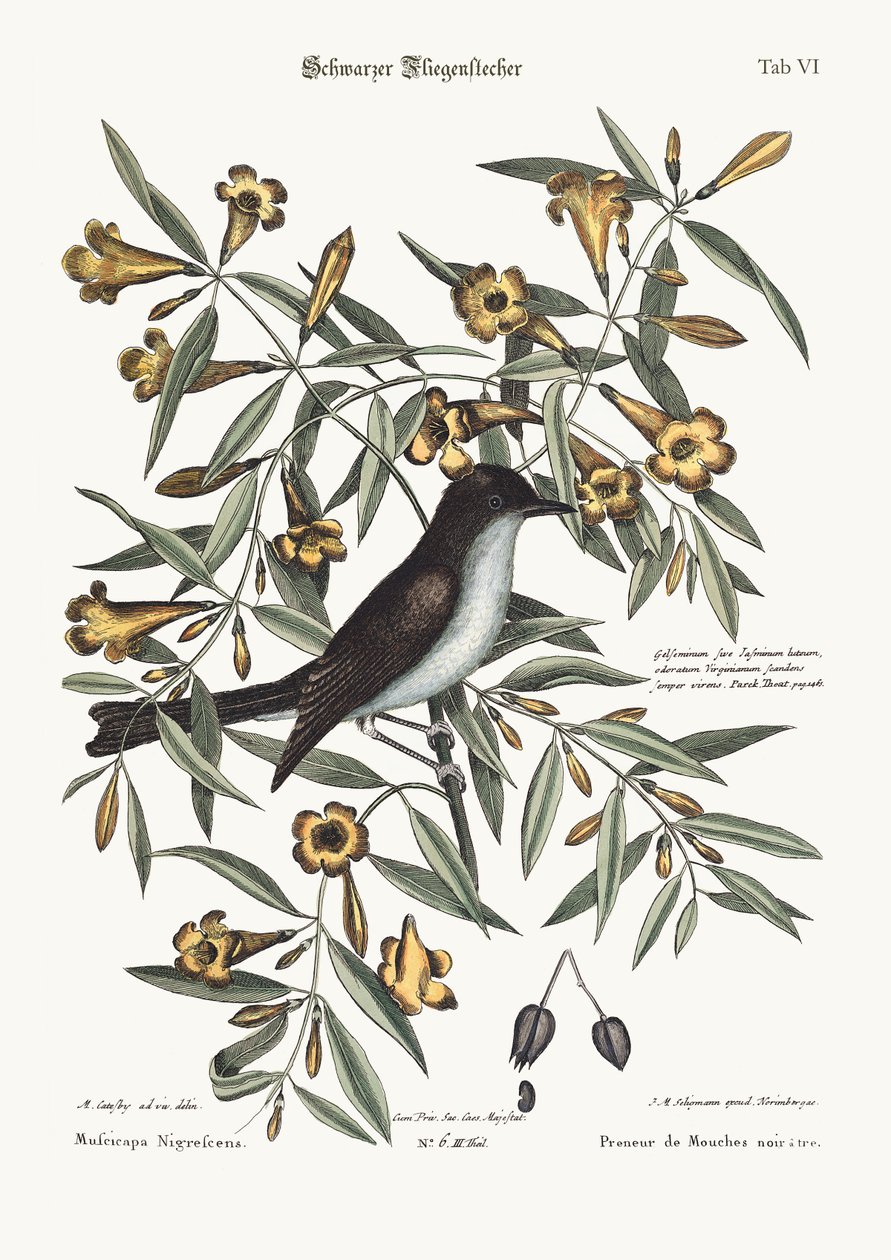 Kara şapkalı Sinekkapan, 1749-73 by Mark Catesby