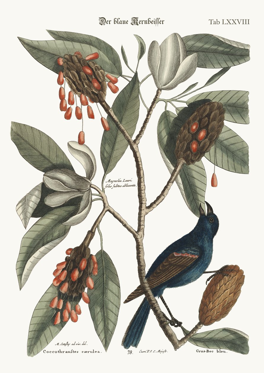 Mavi Kaba Gaga, 1749-73 by Mark Catesby
