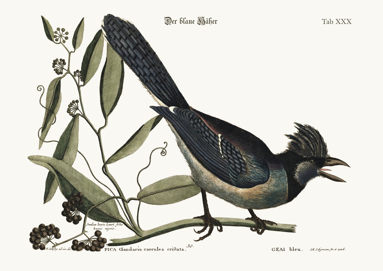 Mavi Jay, 1749-73 by Mark Catesby