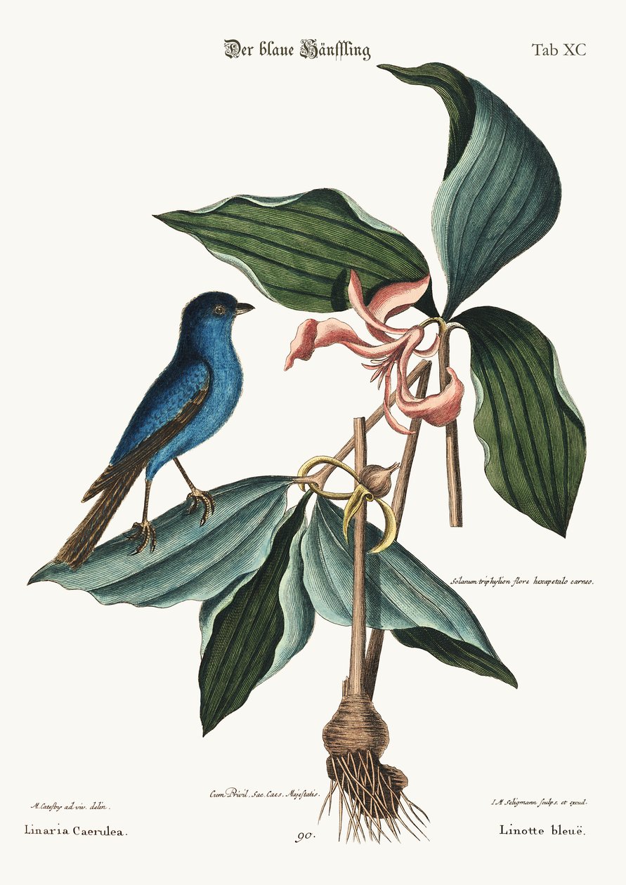 Mavi Linnet, 1749-73 by Mark Catesby