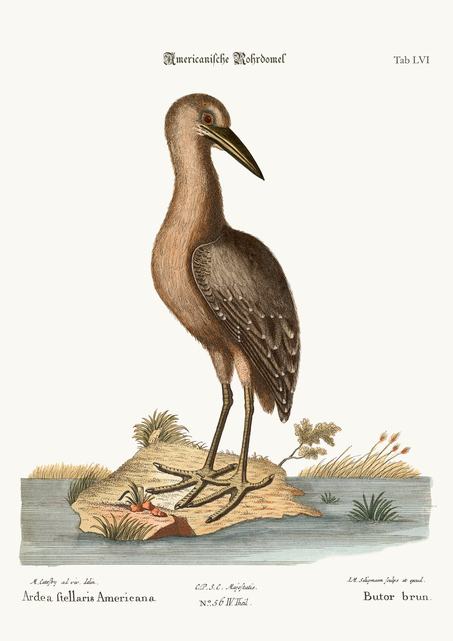 Kahverengi Bittern, 1749-73 by Mark Catesby