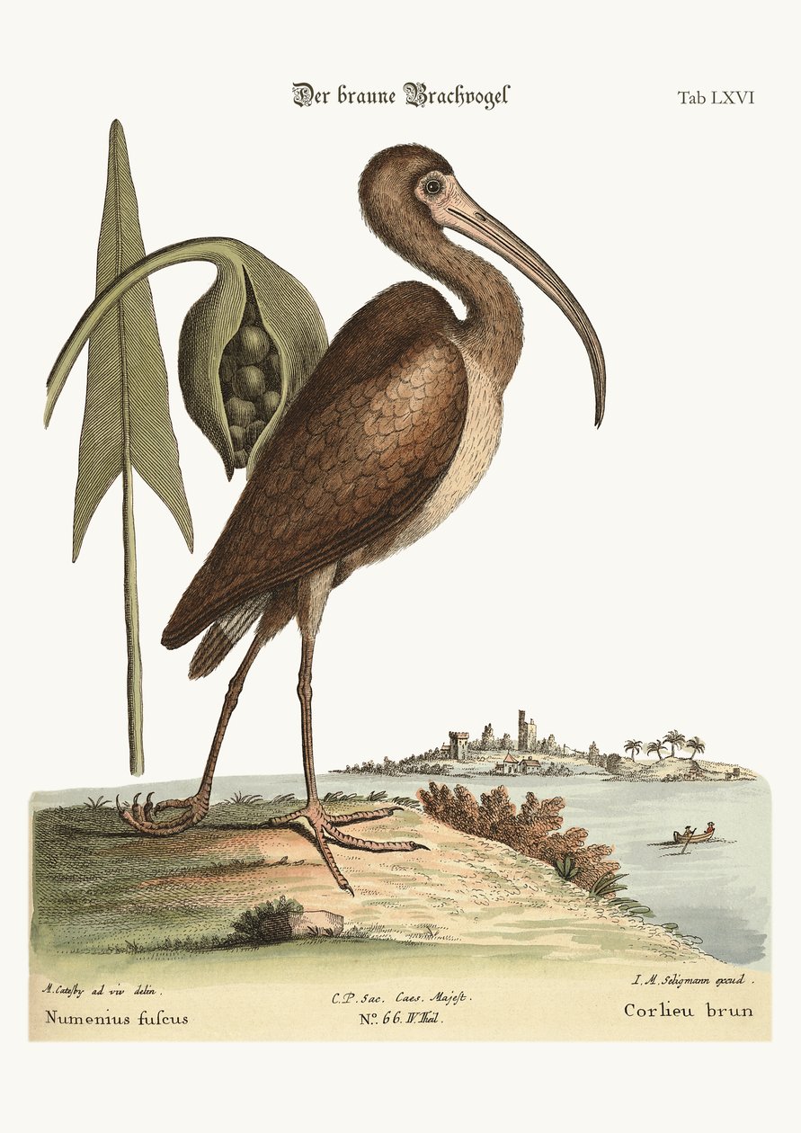 Kahverengi Curlew, 1749-73 by Mark Catesby
