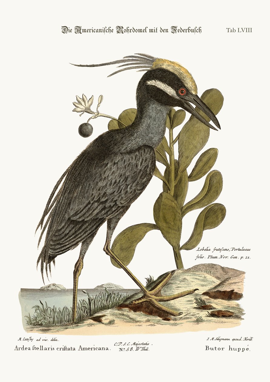 tepeli Bittern, 1749-73 by Mark Catesby