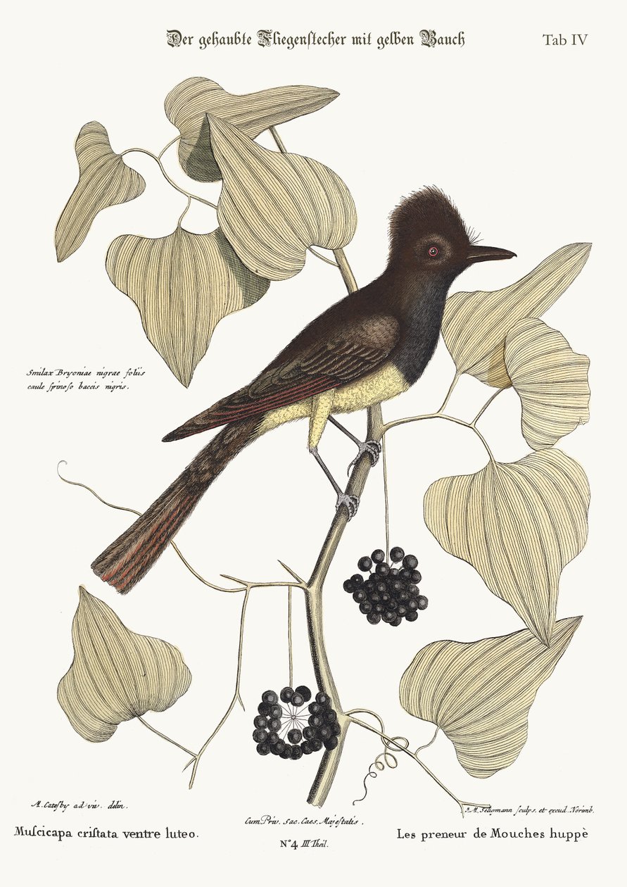 Tepeli Sinekkapan, 1749-73 by Mark Catesby