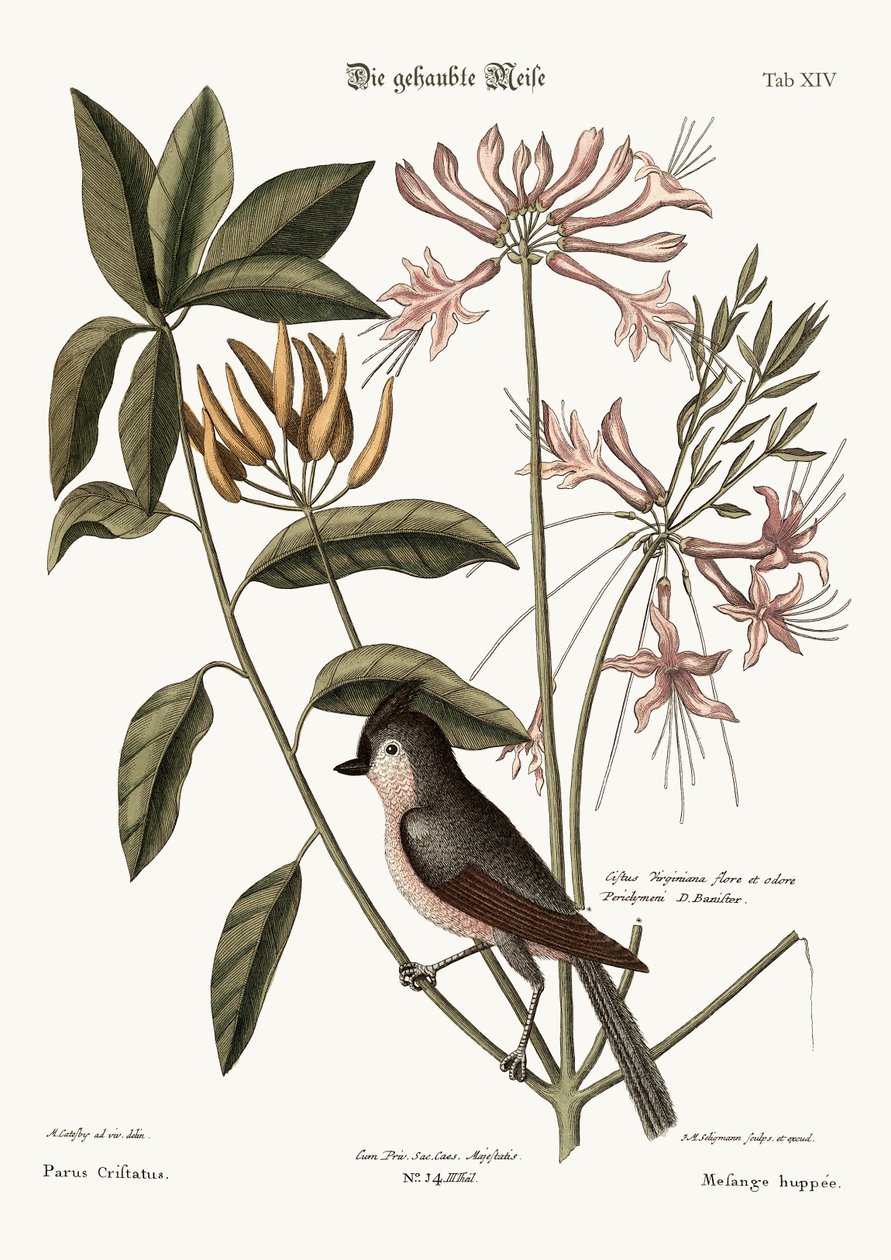 Tepeli Baştankara, 1749-73 by Mark Catesby