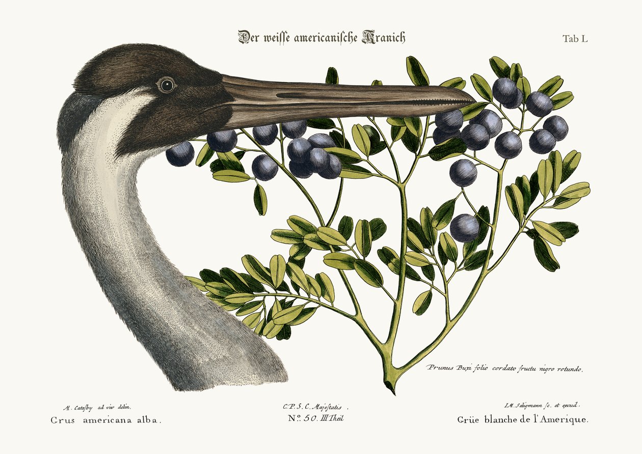 Çemberli Vinç, 1749-73 by Mark Catesby
