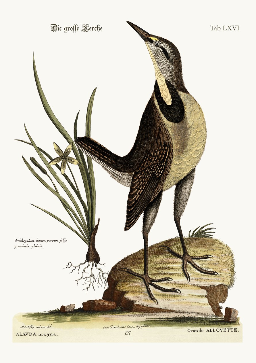 Büyük Lark, 1749-73 by Mark Catesby