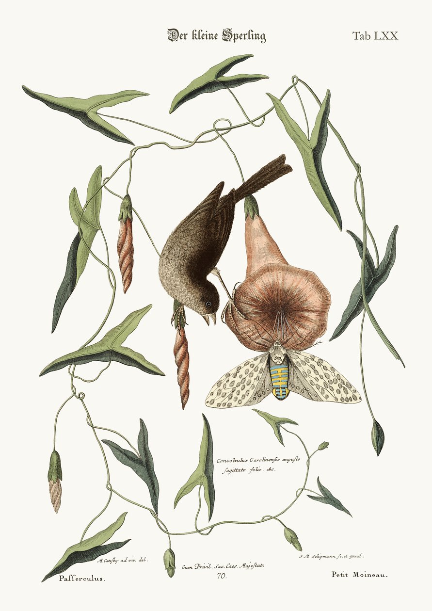 The little Sparrow, 1749-73  by Mark Catesby