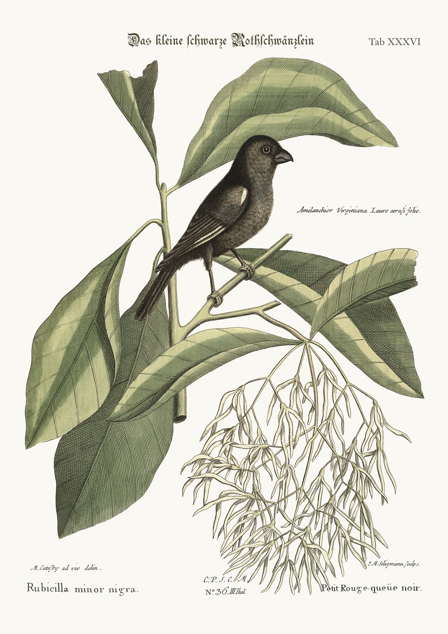Küçük siyah Şakrak kuşu, 1749-73 by Mark Catesby