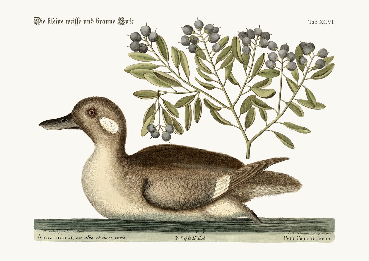 Küçük kahverengi Ördek, 1749-73 by Mark Catesby