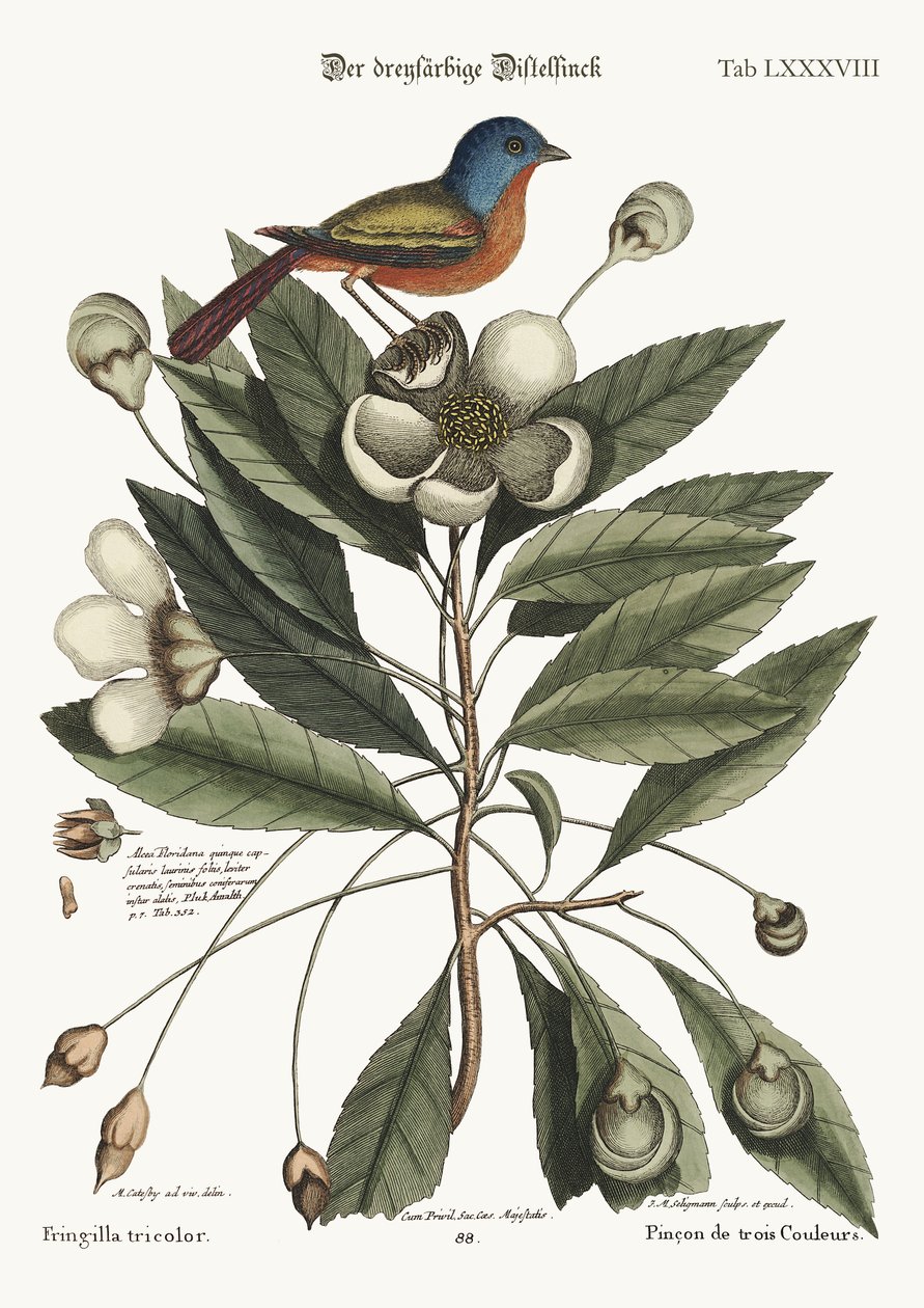 Boyalı Finch, 1749-73 by Mark Catesby