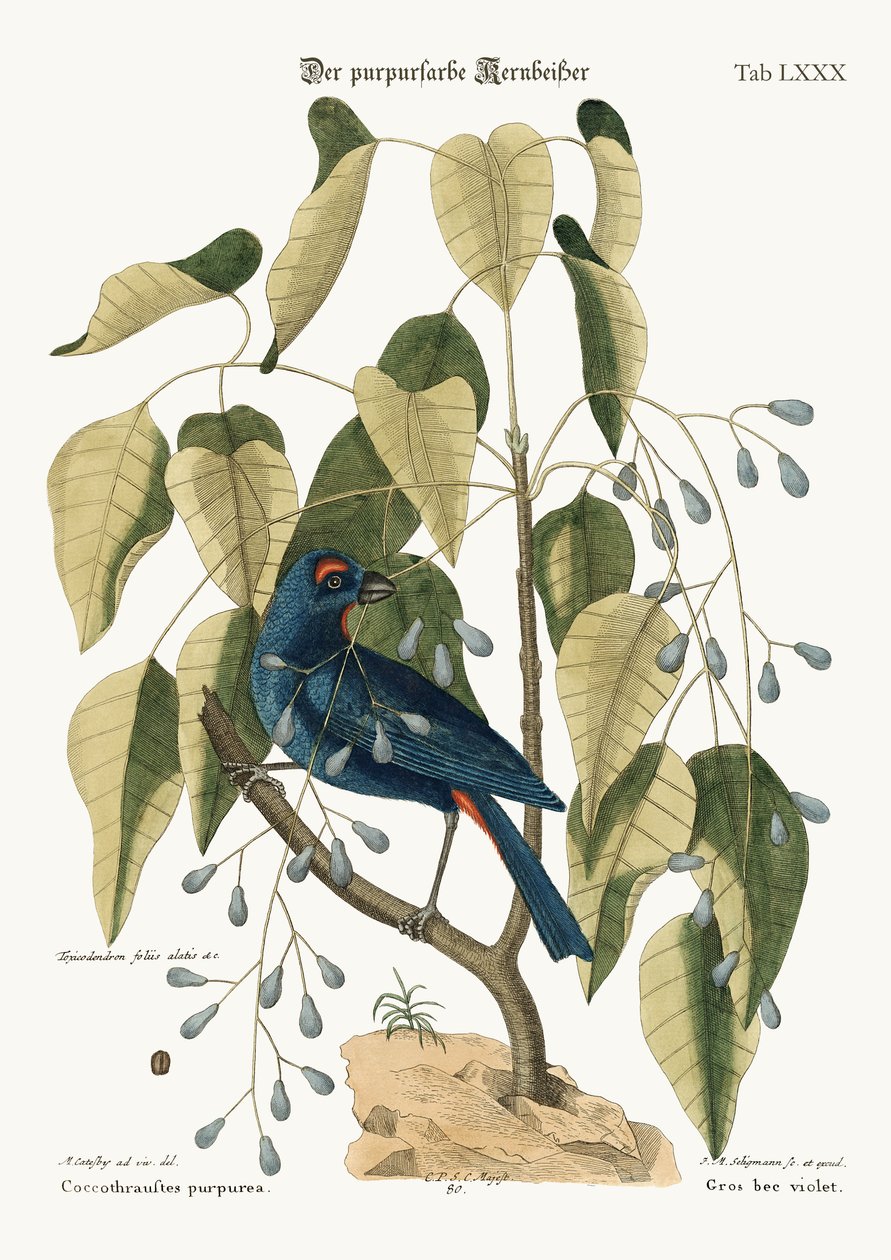Mor Kaba Gaga, 1749-73 by Mark Catesby