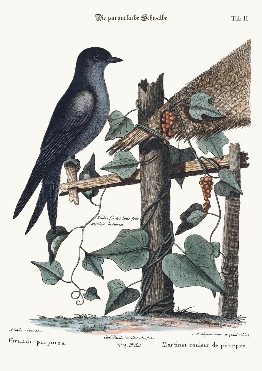 Mor Martin, 1749-73 by Mark Catesby