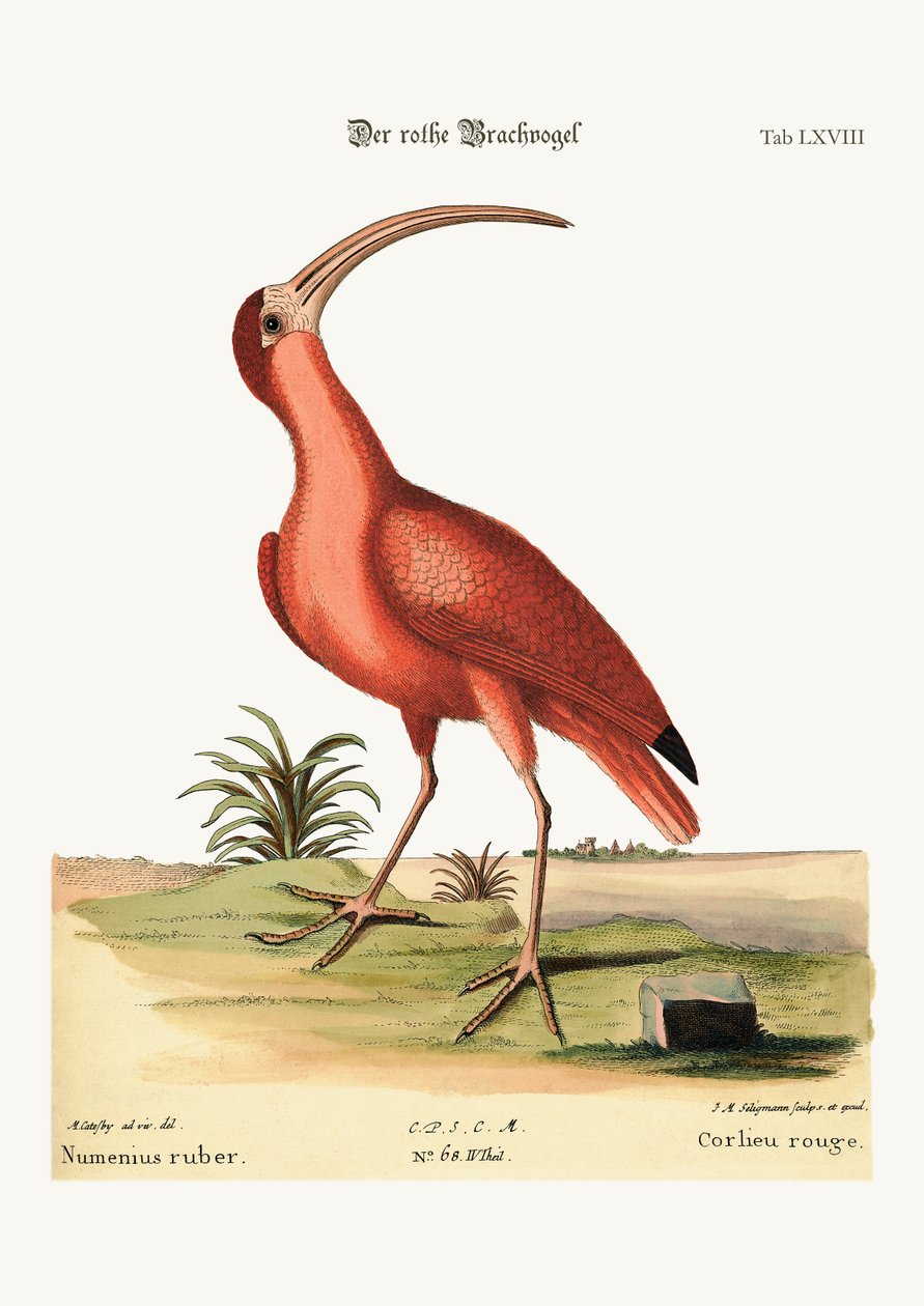 Kızıl Körpe, 1749-73 by Mark Catesby