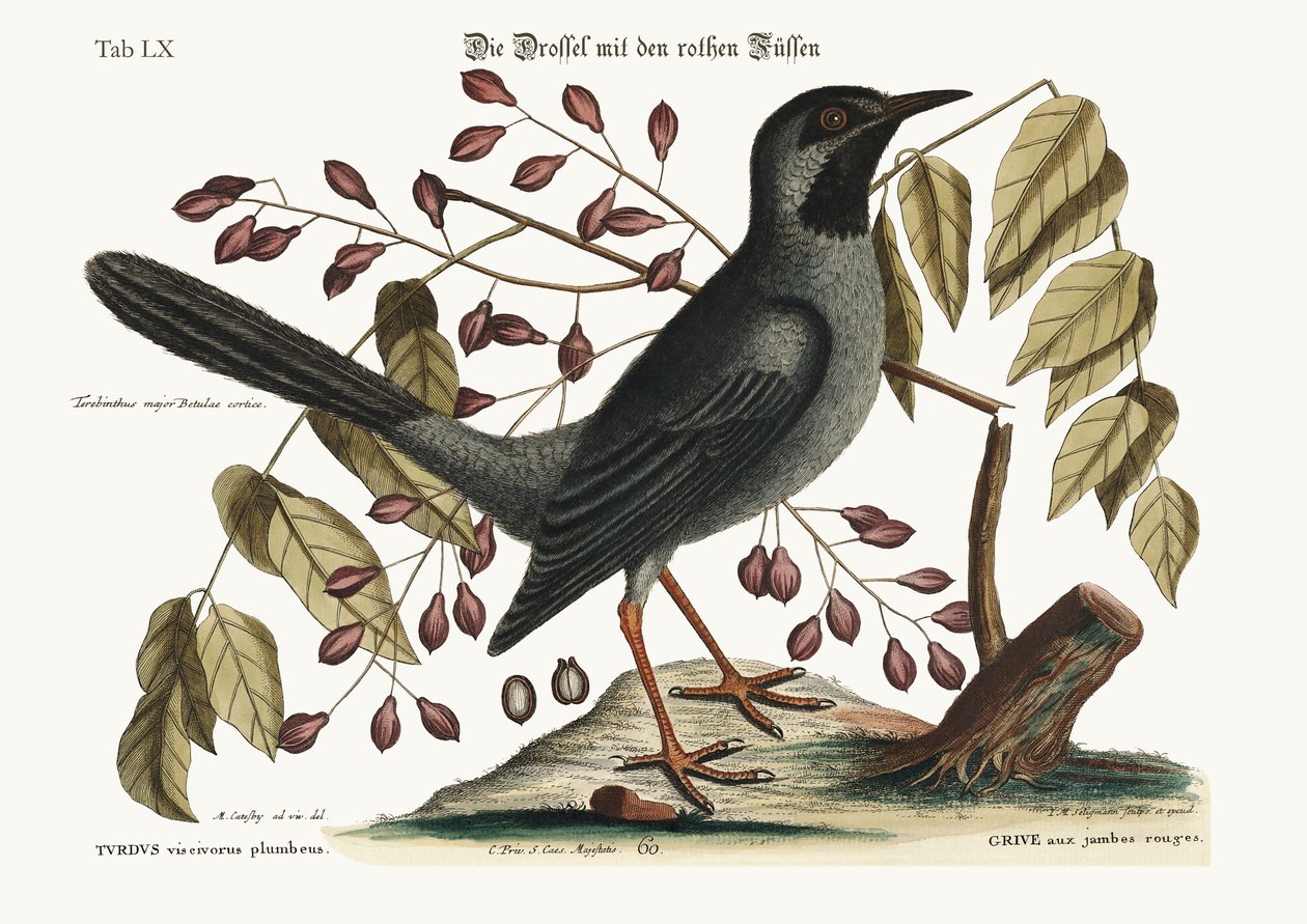 The red-legged Thrush, 1749-73  by Mark Catesby